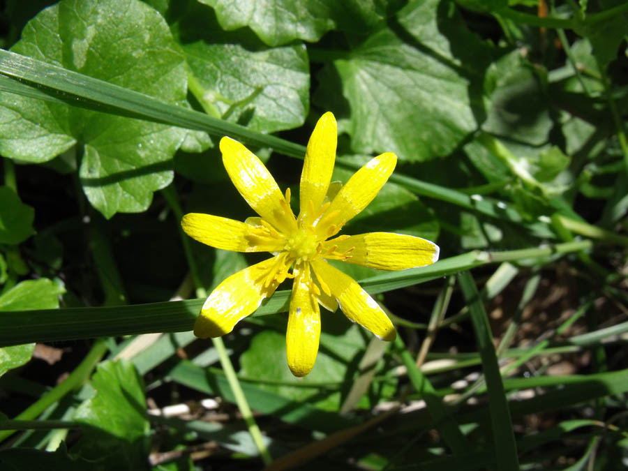 Ranunculus maremmano da ID - Ranunculus ficaria